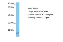 CEACAM3/CD66d Antibody, Novus Biologicals 100 &mu;L; Unconjugated:Antibodies,